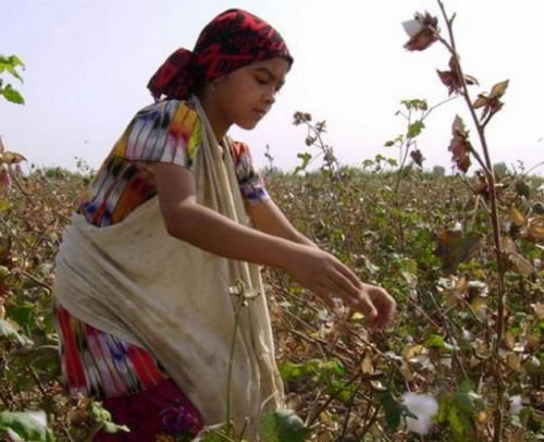Даъвати The Cotton Campaign барои манъи маблағгузории лоиҳаҳои Узбакистон