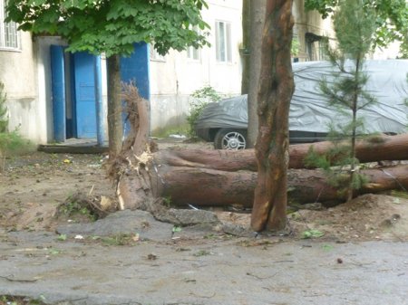 Харобкориҳои шамоли сахт дар пойтахти Тоҷикистон (АКС)