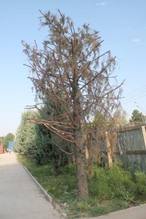 (АКС) Сиквоҳои шинондаи президент дар Душанбе хушк шудаанд