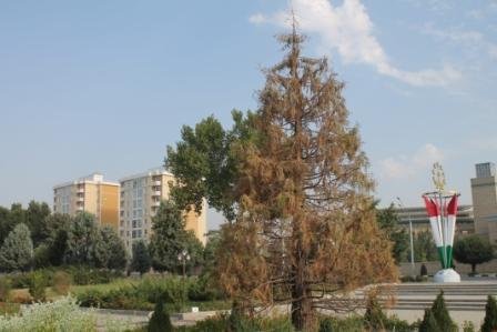 (АКС) Сиквоҳои шинондаи президент дар Душанбе хушк шудаанд