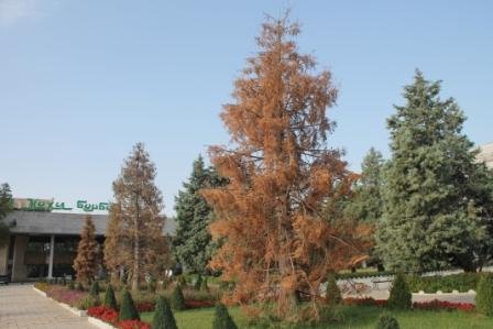 (АКС) Сиквоҳои шинондаи президент дар Душанбе хушк шудаанд