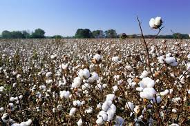 Даъвати “Cotton Campaign” барои парҳез аз сармоягузории Узбакистон