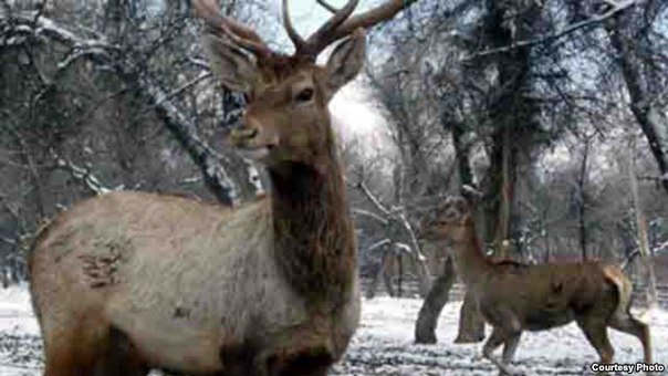 Убайдуллоев хост, Боғи нави ҳайвонот бо усули “сафари” сохта шавад